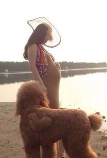 明星怀孕养狗,孕期明星与萌犬共度甜蜜时光